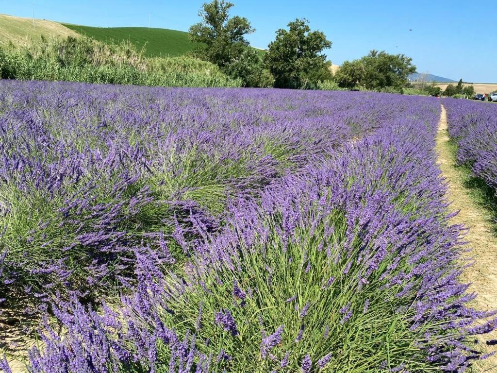 Podere Il Mulino Pieve di Santa Luce Zewnętrze zdjęcie